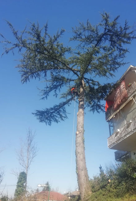 Potatura Alberi con Tree Climbing